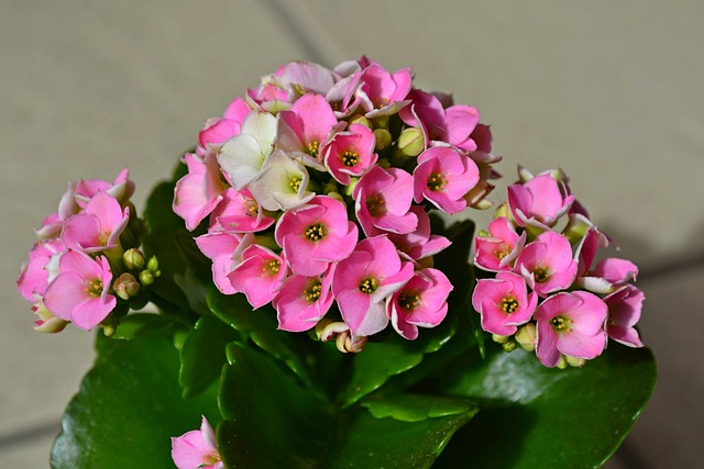 kalanchoe-gda1ed9b89_640.jpg