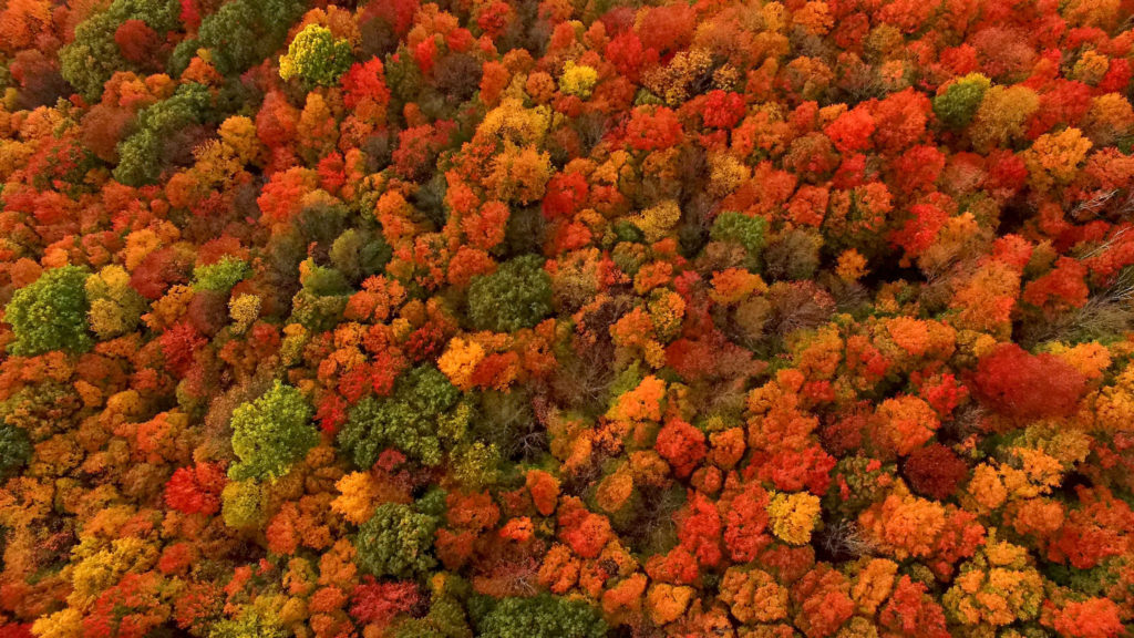 A sea of deciduous trees decked out in autumnal colors of red, gold, brown, and orange.