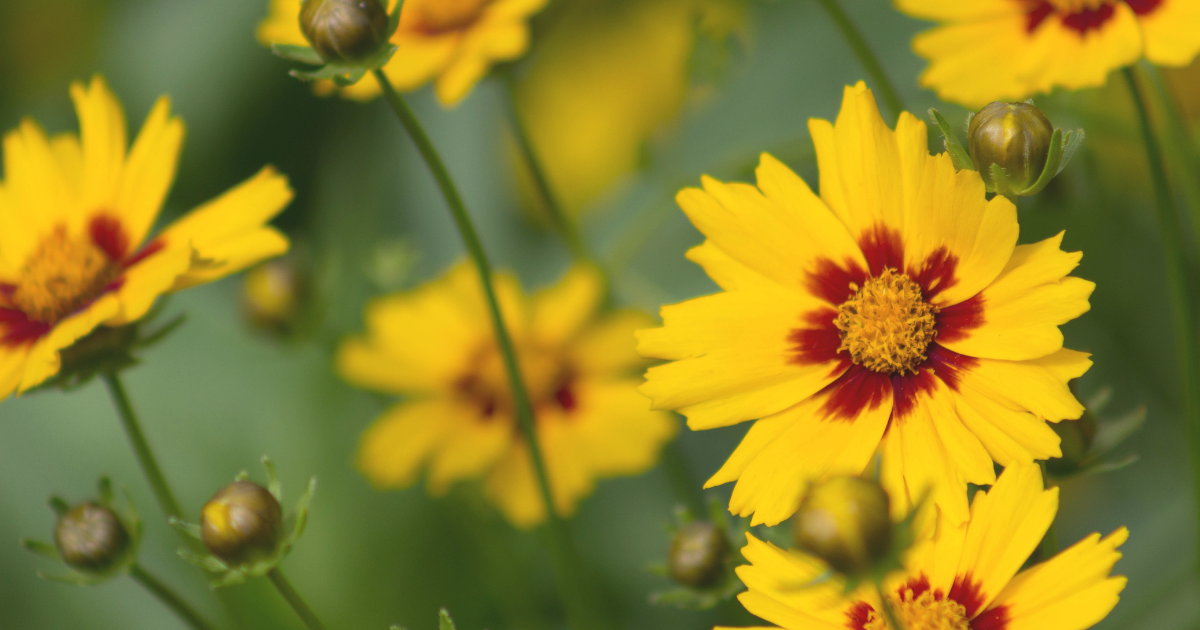 coreopsis.png