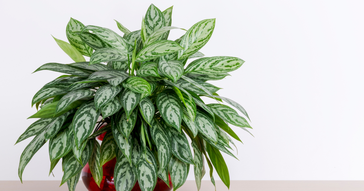 Chinese Evergreen.png