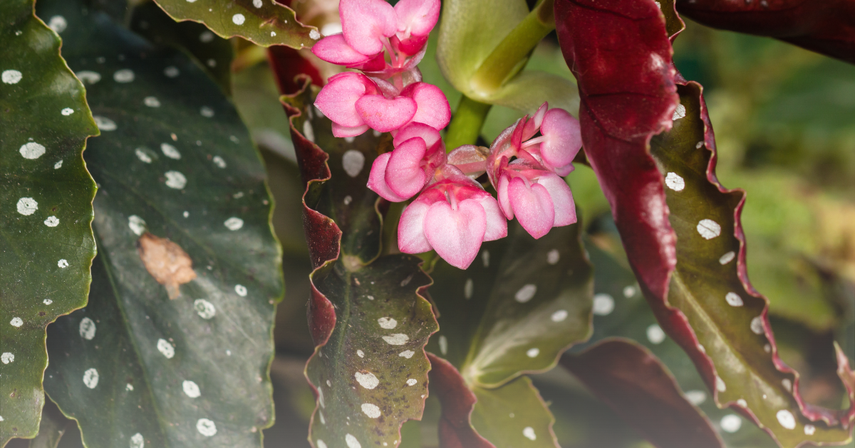 Angel Wing Begonia.png