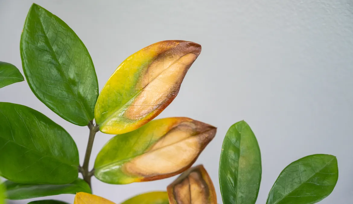 yellowing plant leaves.webp