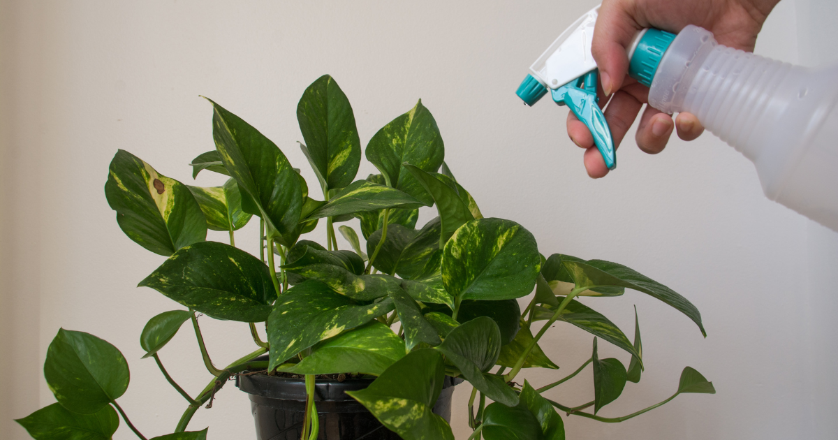 Golden Pothos watering.png