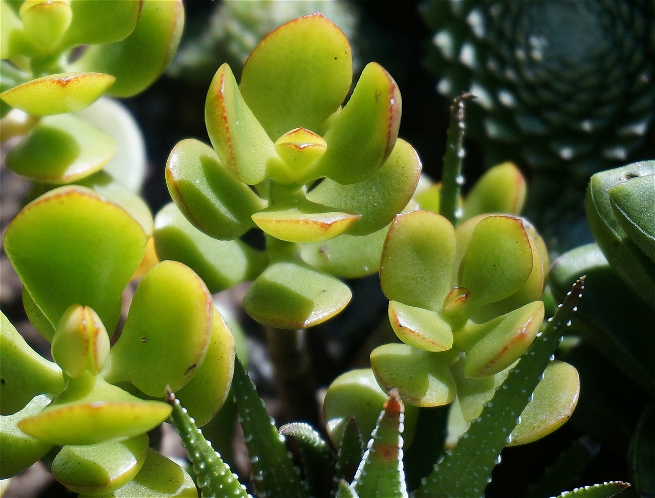 jade-plant-g03936e989_1280.jpg