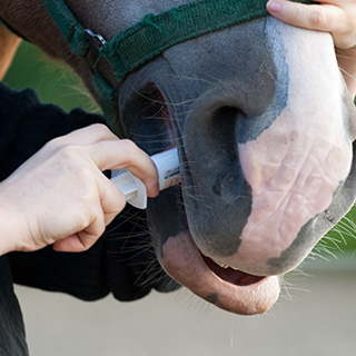 Wurmkur-Pferd-Coverbild.jpg