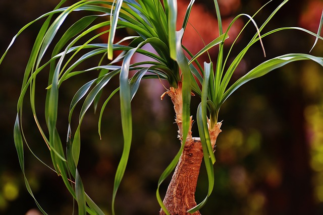 ponytail-plant-g6586880f4_640.jpg