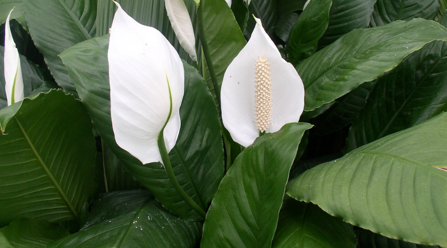 types-of-peace-lily.png