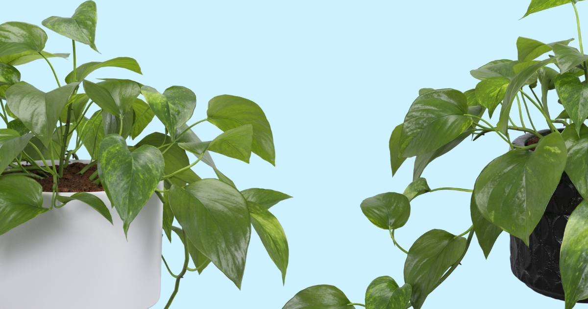 Jade Pothos (1).png