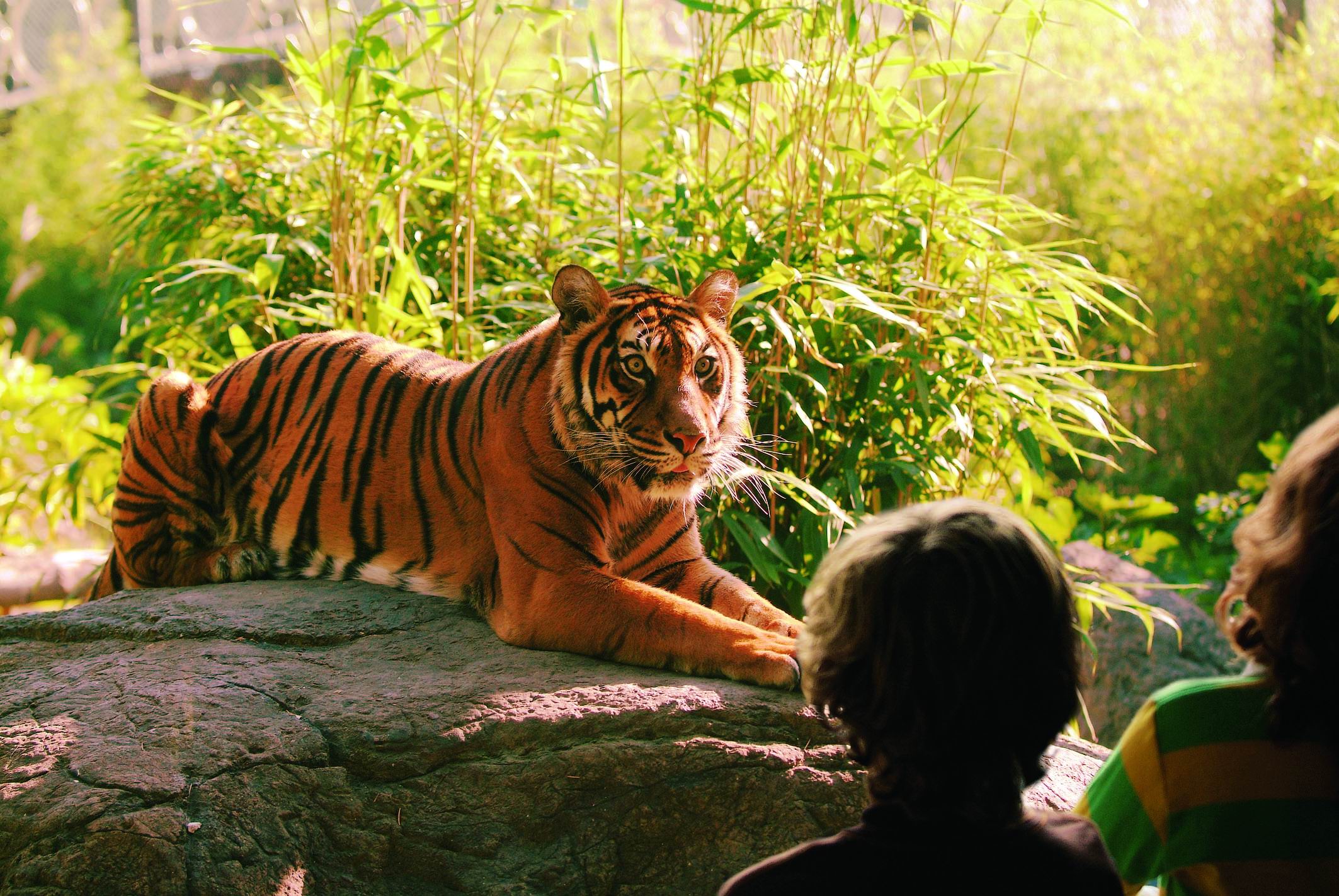 Tijger - Blijdorp (2).jpg