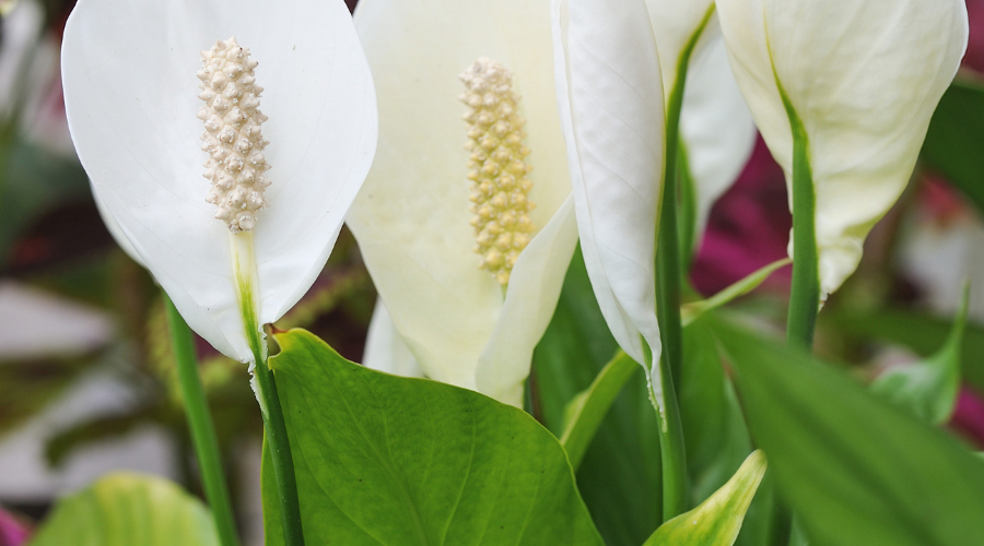 peace-lily-types.png