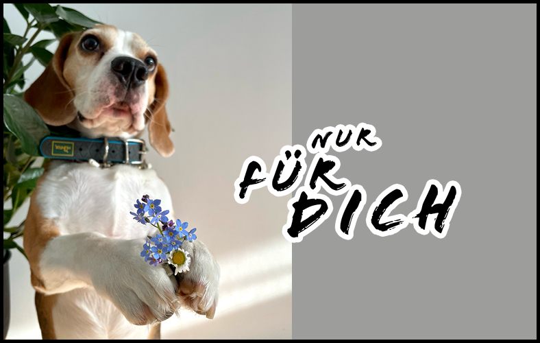 blog-suesse-hundetricks-tricktraining-hund-hundebeschaeftigung-kommando-pfote-hundetricks.jpg