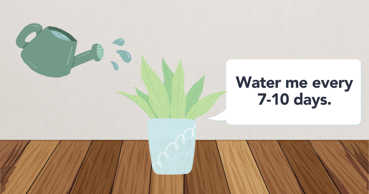 How Often To Water Corn Plant.png