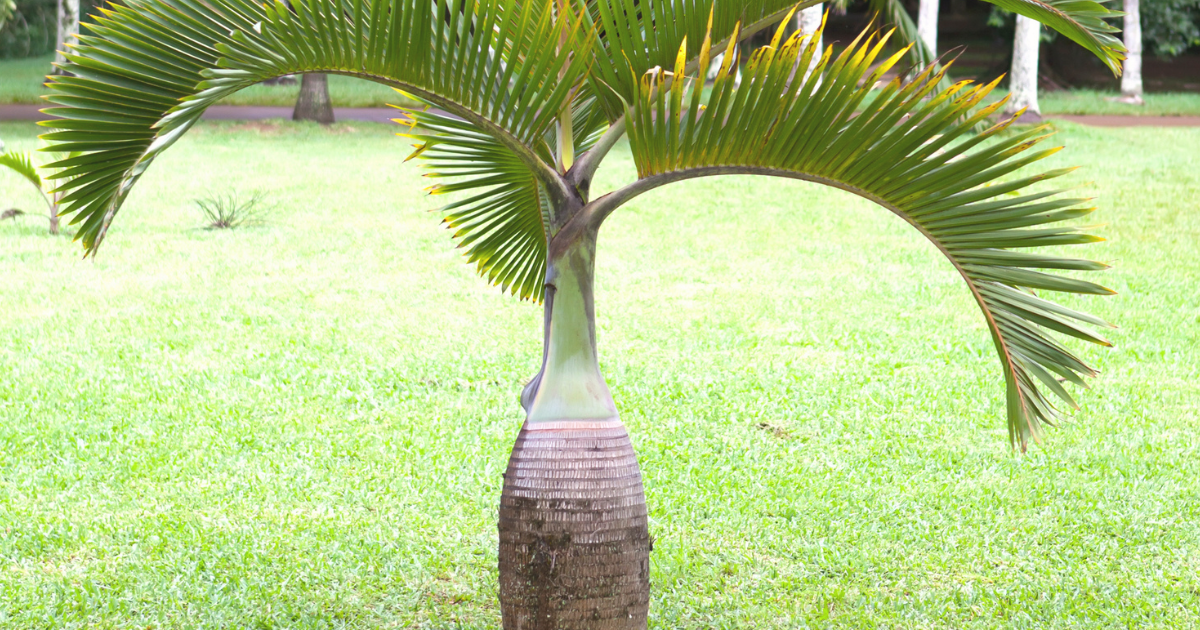 Bottle Palm.png