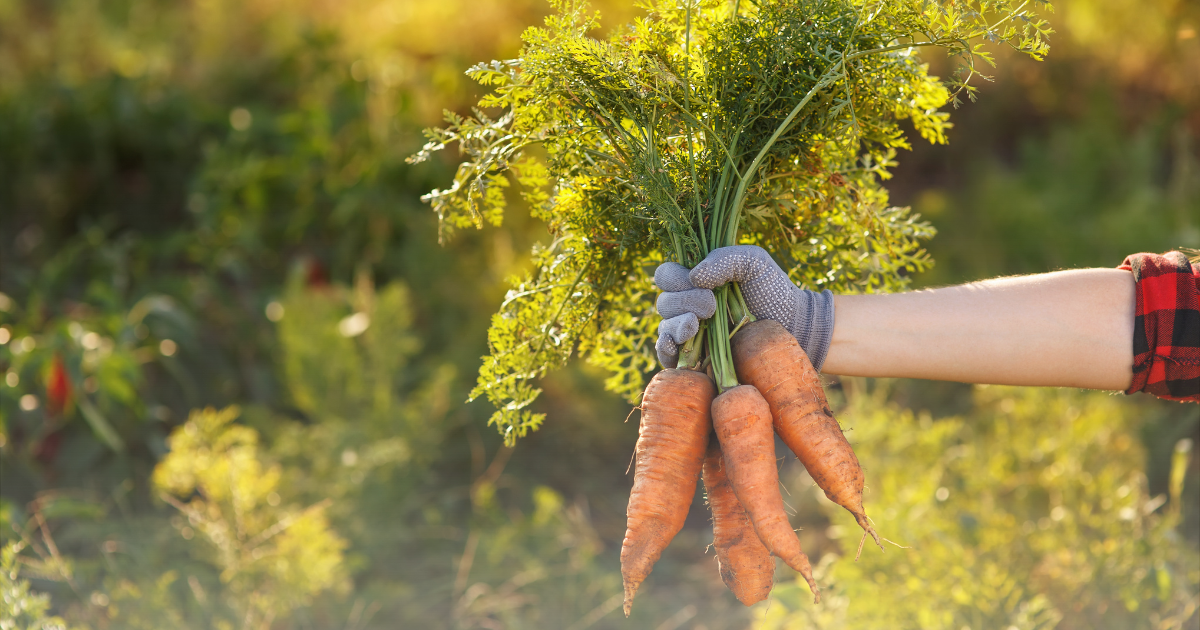 Planting Carrots (2).png