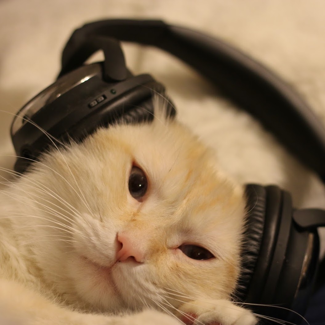 Light orange cat's face with a large pair of headphones awkwardly placed on their head
