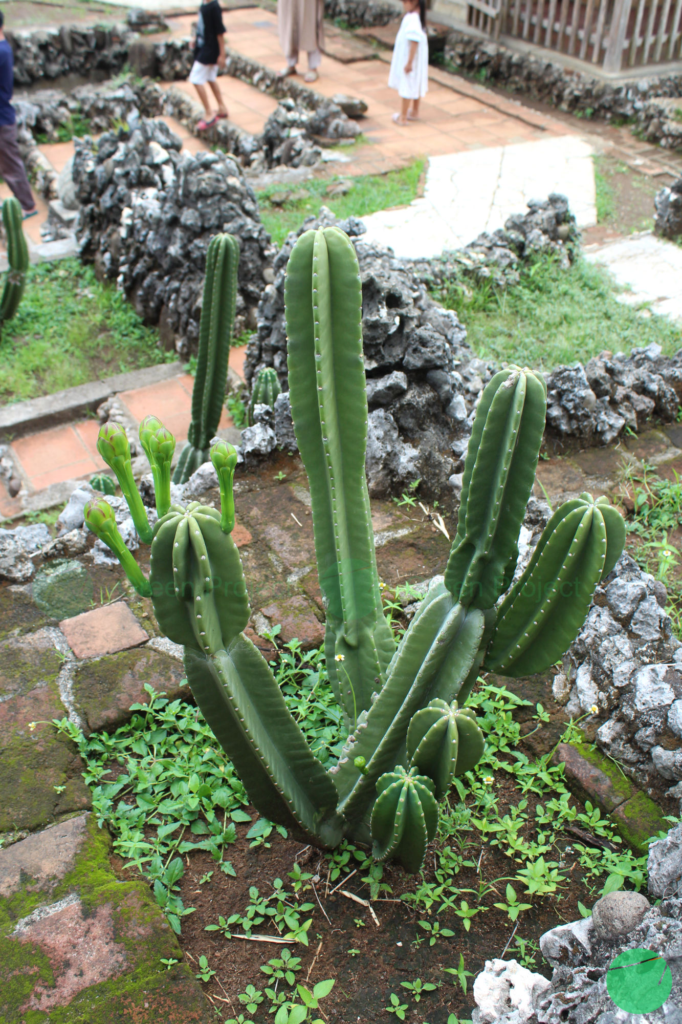 kaktus san pedro - Trichocereus macrogonus var. pachanoi - 3.jpg