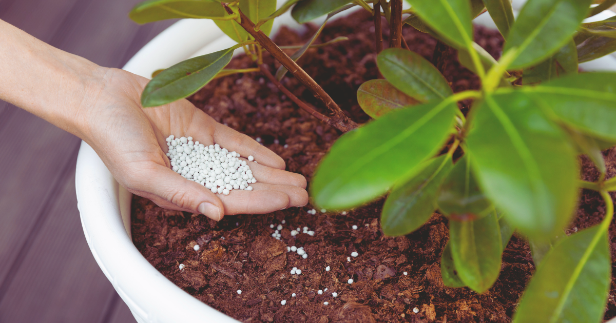 Fertilizing During Peak Growing Season.png