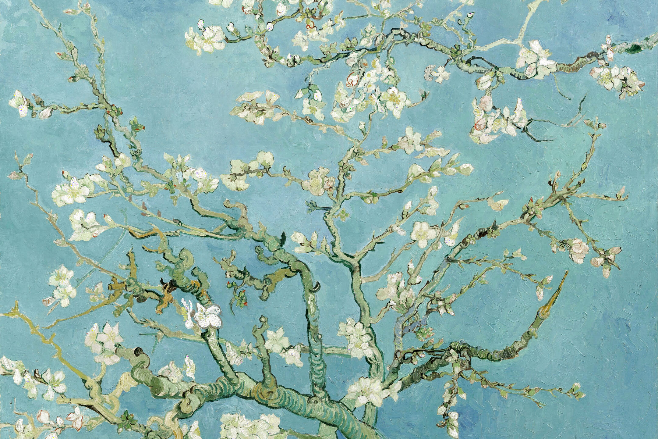 img-Almond Blossom