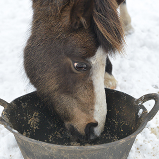 Mash-Pferd-Coverbild.jpg