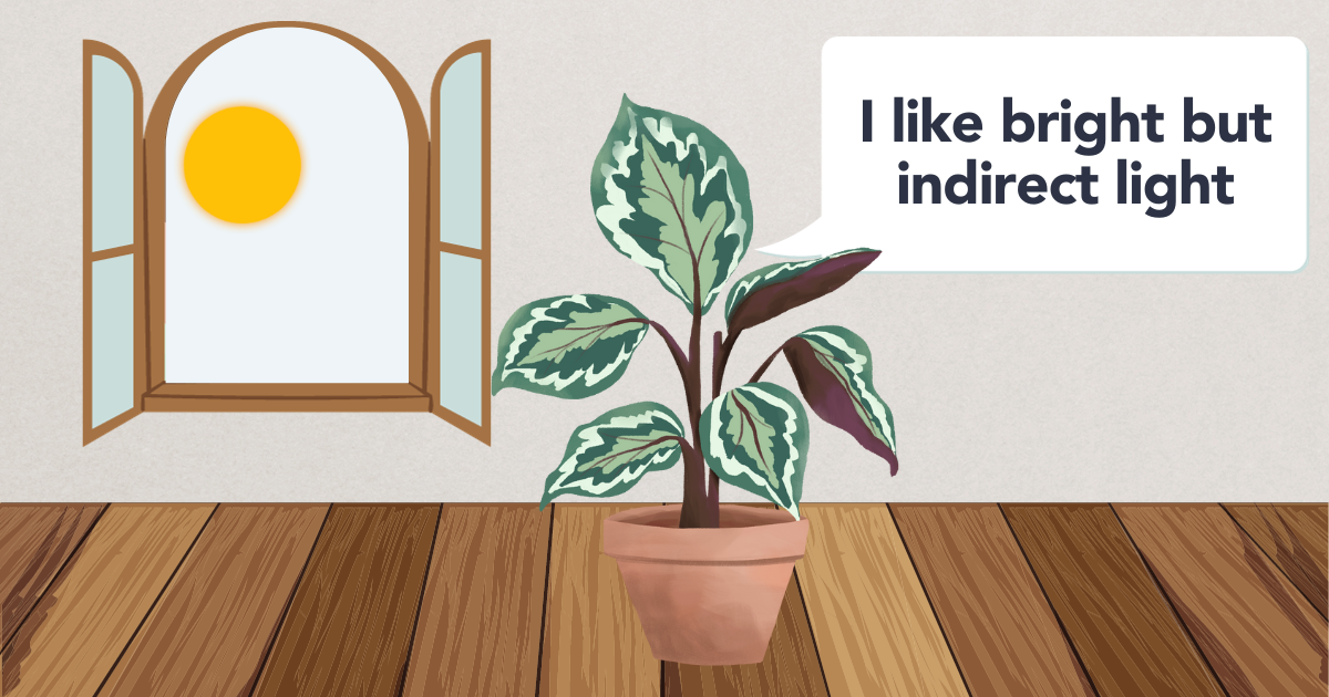 Bright Indirect Light - Calathea.png