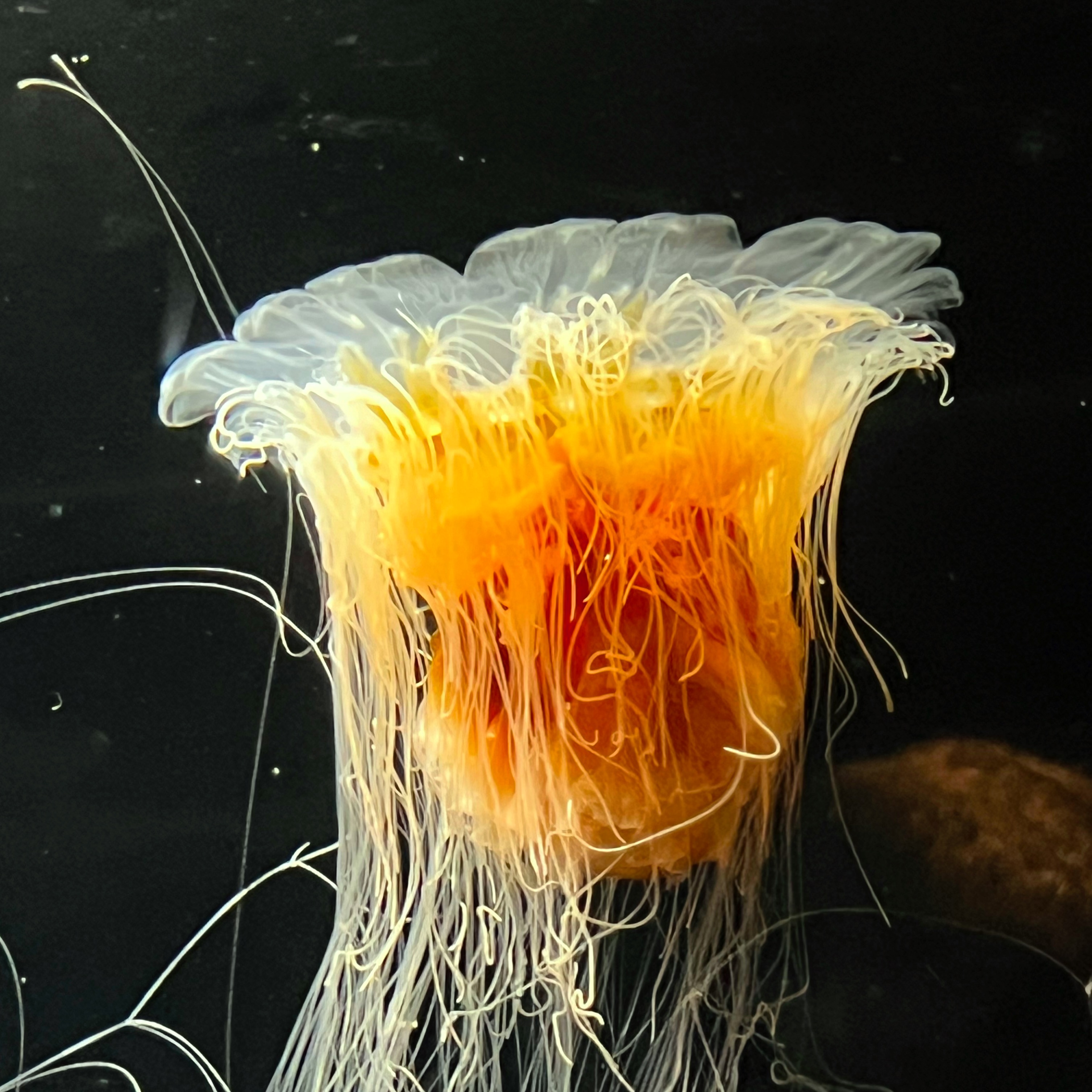 Jellyfish swimming in front black background