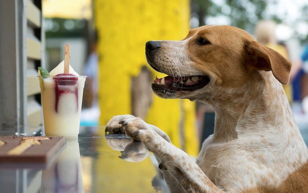 pup patio.jpeg