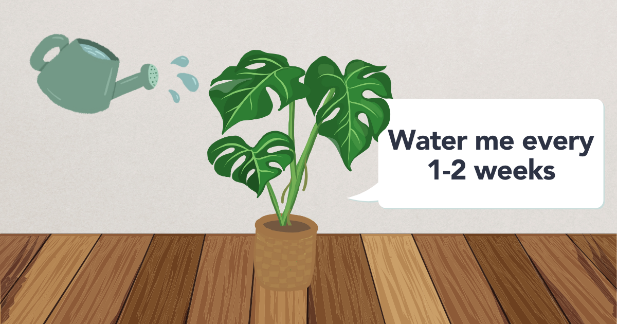 How Often to Water Swiss Cheese Plant.png