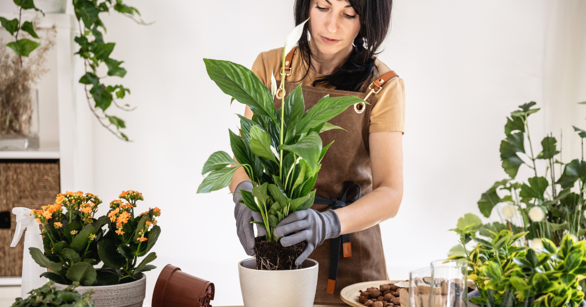 peace lily repotting (1).png