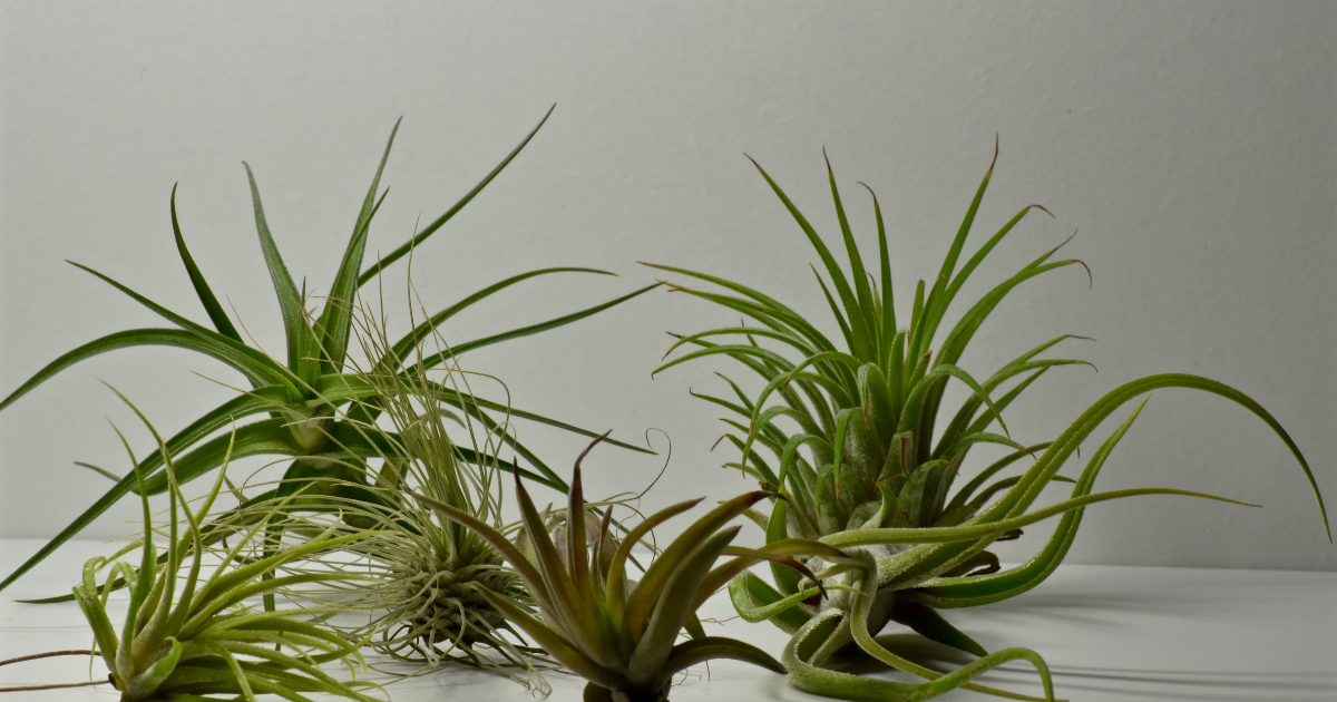 air plants.png