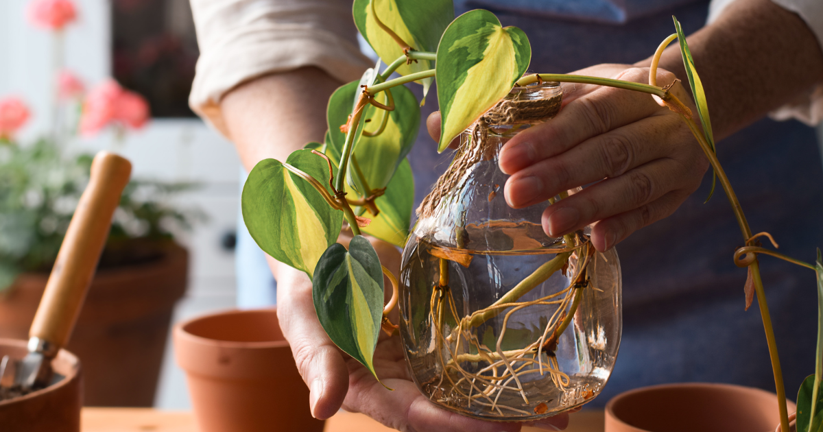 Golden Pothos Propagation (1).png