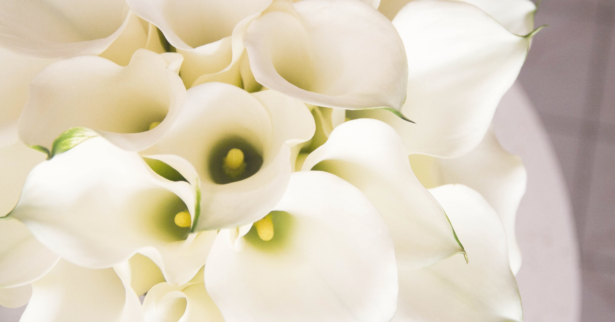 Calla Lilies.png