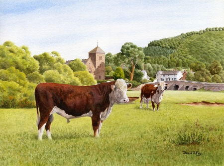 P757. Hereford Cattle, Mordiford, Herefordshire