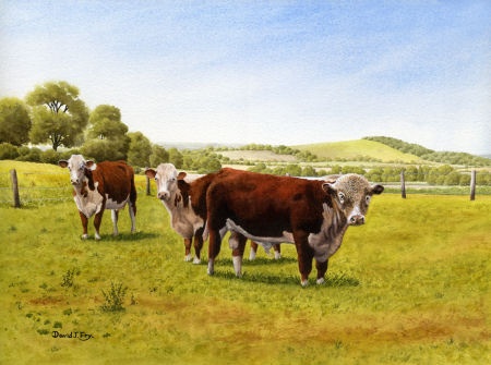 P762. Hereford Cattle, Holme Lacy, Herefordshire.