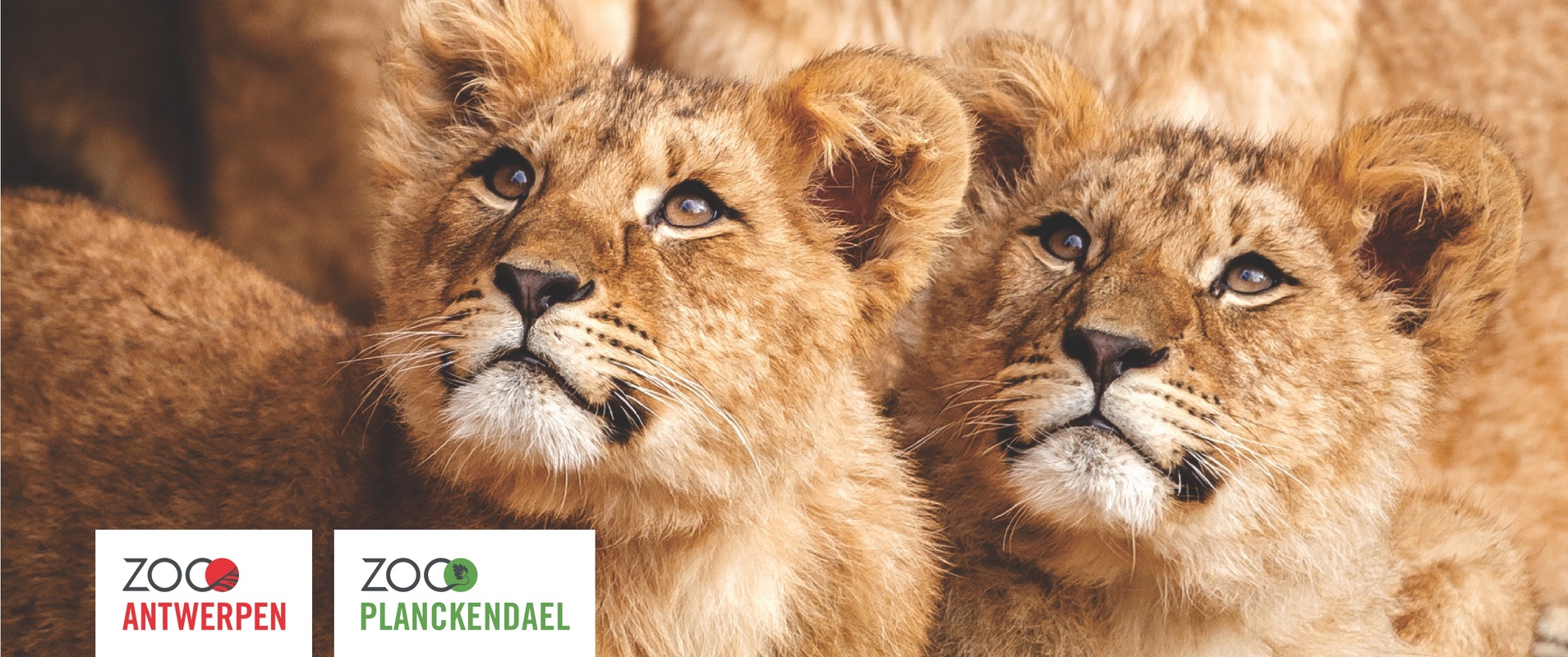 Beleef een onvergetelijke dag in de zoo!
