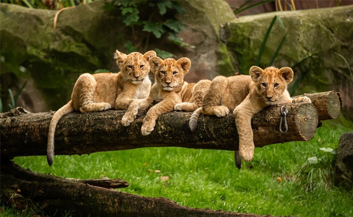 ZOO Antwerpen