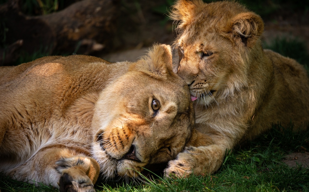 ZOO Planckendael