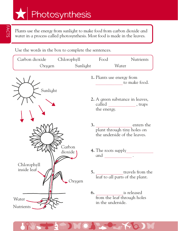 Free DKfindout! Worksheet: Science: Photosynthesis for Free Printable Elementary Science Worksheets
