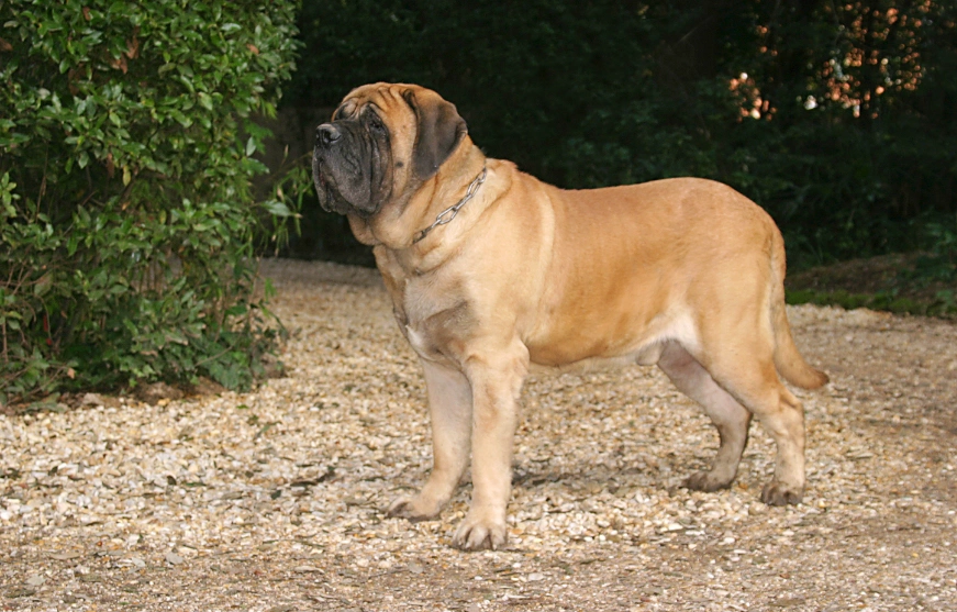 English mastiff with sales kids