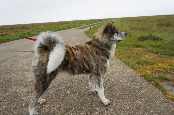 Akita inu best sale border collie mix