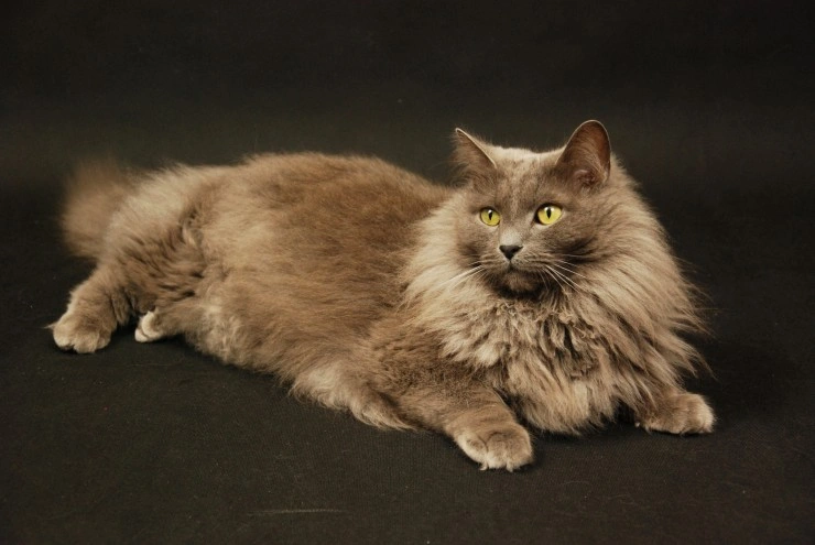 Nebelung price sales