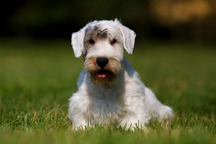 Sealyham terrier hot sale