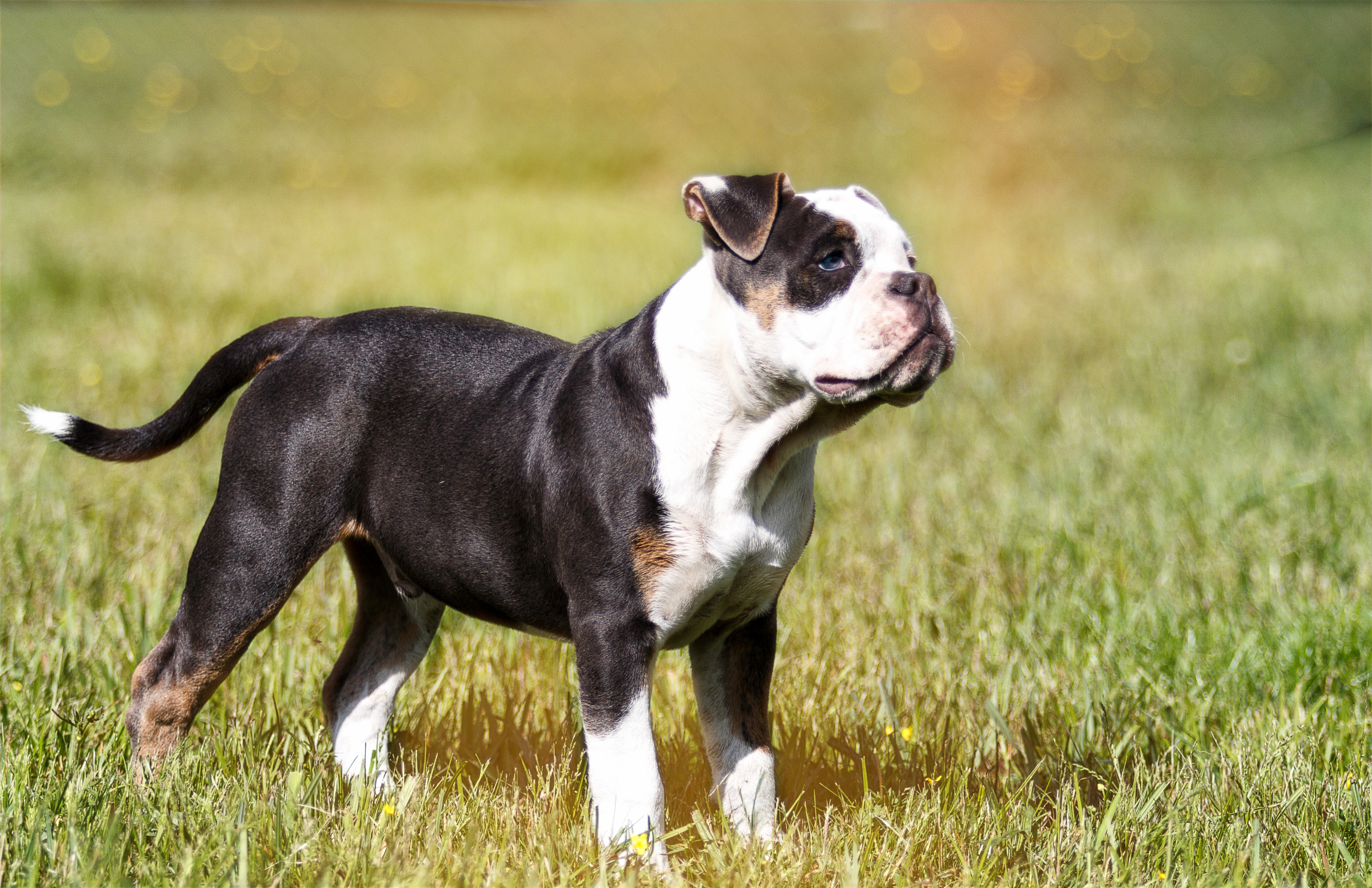 Alapaha Blue Blood Bulldog Dogs Breed Information Temperament