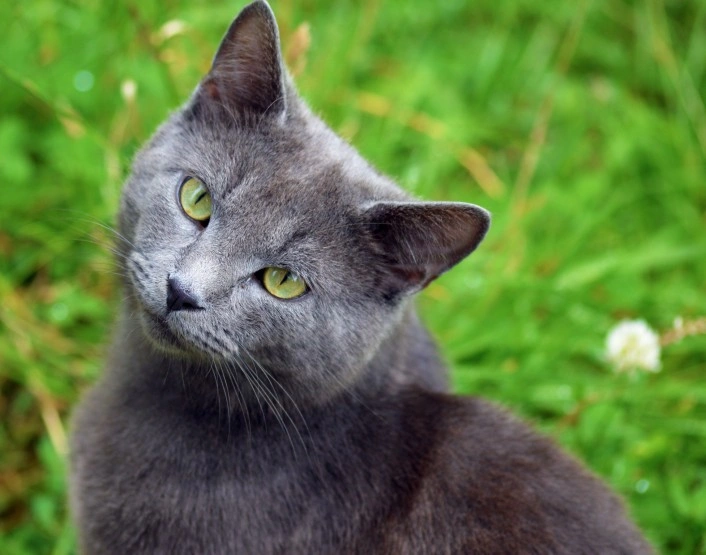 Chartreux cat for store sale