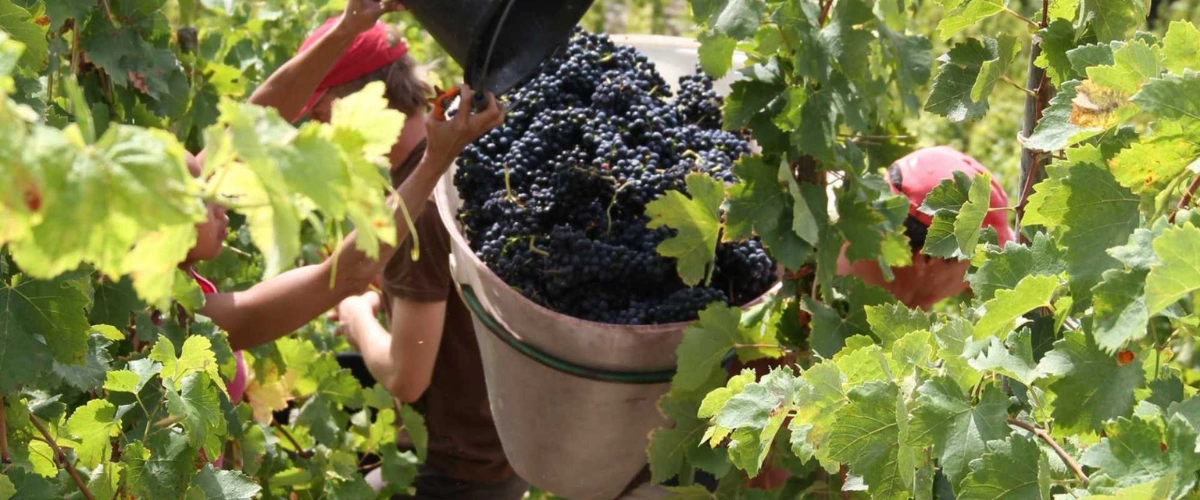 Syrah grapes - Credit: Cave de Tain