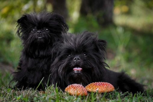 Affenpinscher dogs hot sale