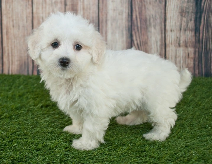 9 week 2024 old maltipoo