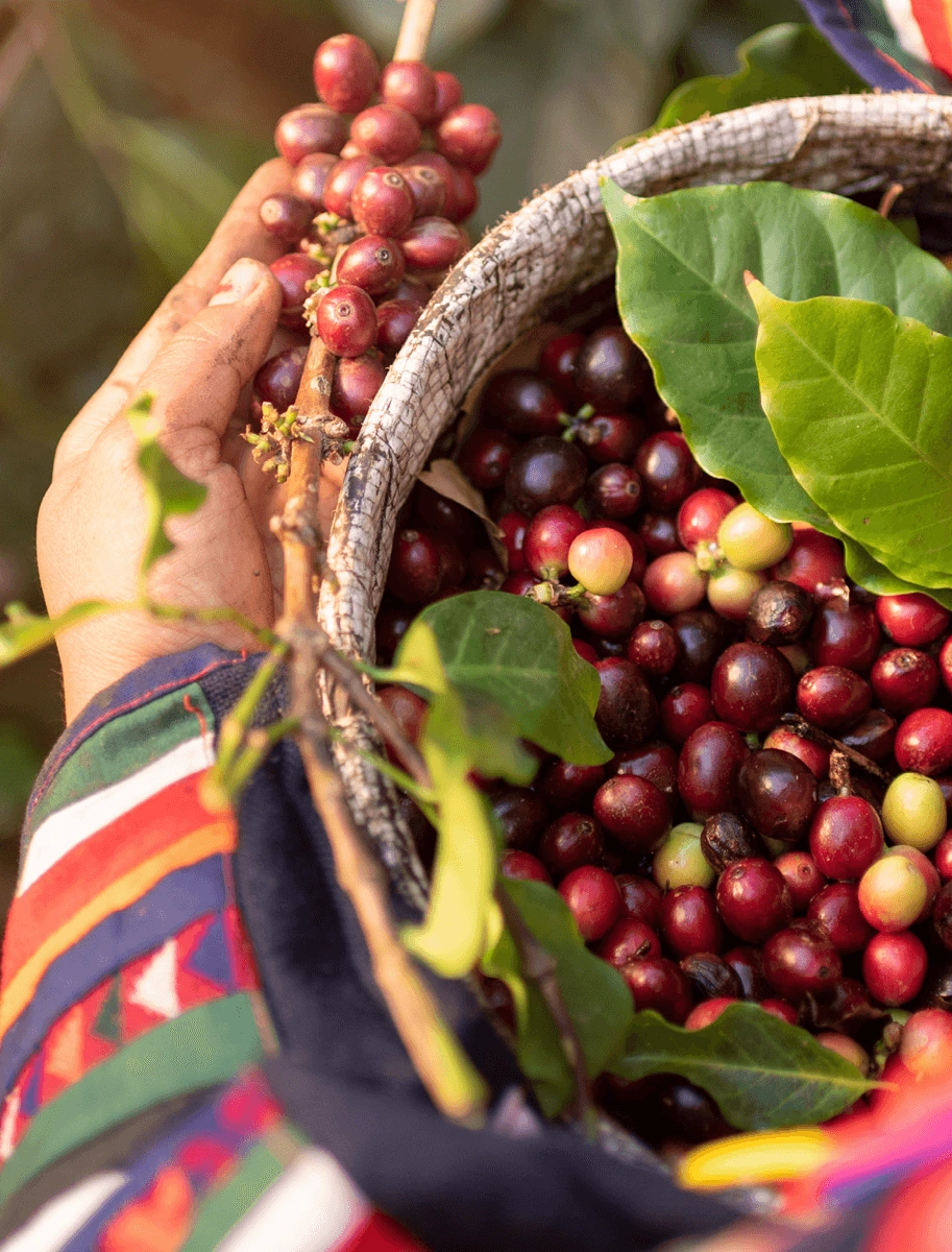 Coffee harvest