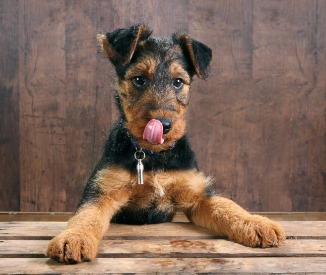 Buy sales airedale puppy