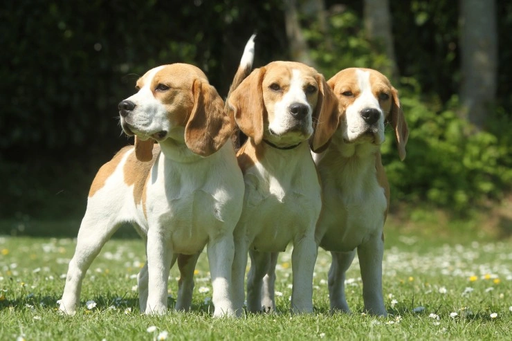 Beagle Dogs Breed Information Temperament Size Price Pets4Homes