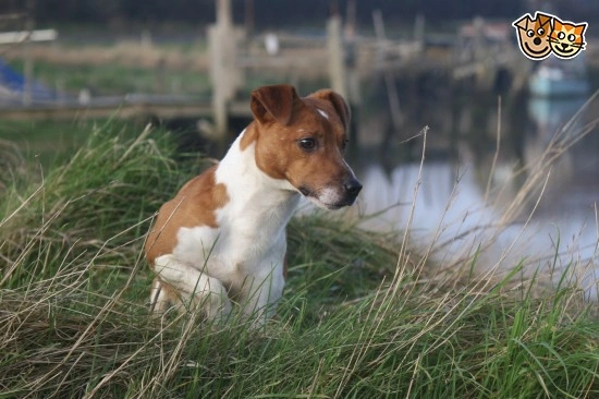 Plummer store terrier puppy